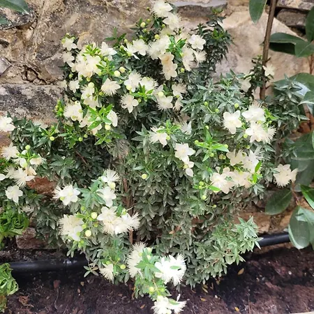 アパート Frida Kahlo - Le Petit Bati *