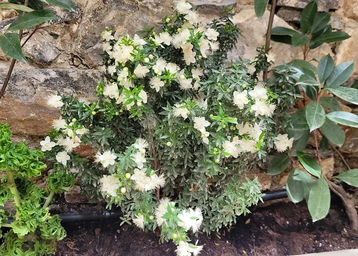 Lägenhet Frida Kahlo - Le Petit Bati *