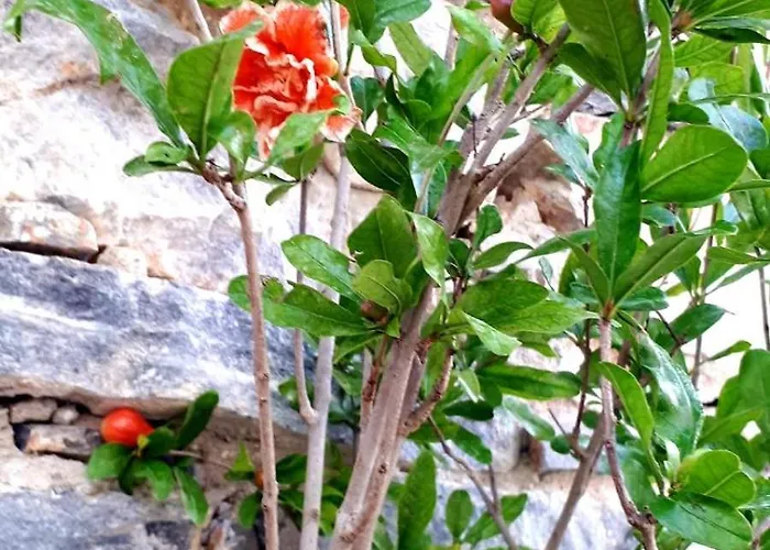 Frida Kahlo - Le Petit Bati Lägenhet Volos