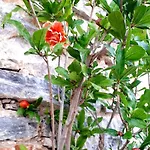 Frida Kahlo - Le Petit Bati דירה וולוס