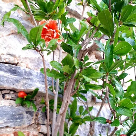 Frida Kahlo - Le Petit Bati 아파트 볼로스